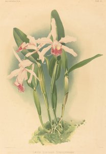 Laelia Elegans Schilleriana de Joseph Mansell