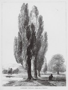 Álamos de Lombardía (litografía) de Joseph Needham