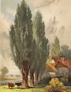 Álamos lombardos, escena inglesa (litografía en color)