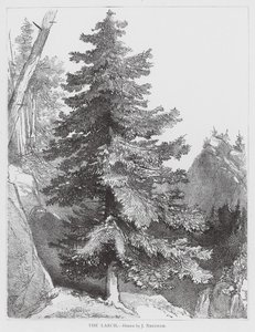 El Alerce (litografía) de Joseph Needham