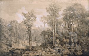 bosque australiano