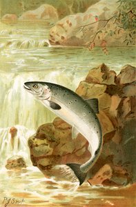 Un salto de salmón