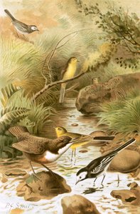 Mirlo Acuático, Lavandera Blanca y Lavandera Amarilla de Joseph Smit