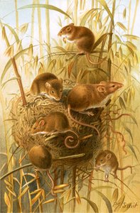 Ratón de campo