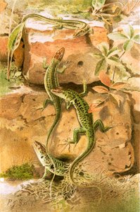 Lagartijas