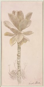 Estudio floral de Joseph Stella