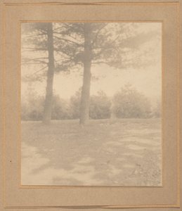 Paisaje con árboles,c. 1900 (foto) de Joseph T. Keiley