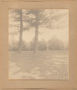 Paisaje con árboles