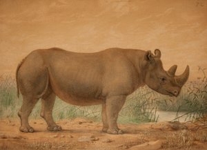 Rinoceronte africano de Joseph Wolf