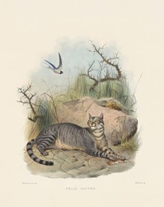 Gato montés africano (Felis caffra) de Joseph Wolf