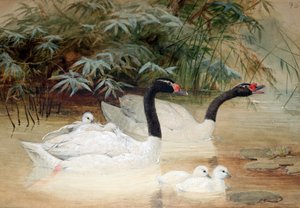 Cisne de cuello negro (Cygnus nigricollis), 1852-54 de Joseph Wolf