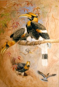 Cálao de casco cóncavo (Dichoceros bicornis), 1856-67 de Joseph Wolf