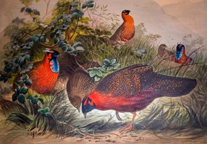 Tragopan cornudo, 1861 de Joseph Wolf