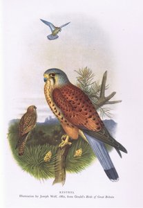 Cernícalo, Naturaleza en Gran Bretaña publicada por Collins, 1946 de Joseph Wolf