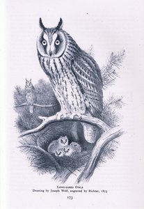 Búho Chico, Naturaleza en Gran Bretaña publicada por Collins, 1946 de Joseph Wolf