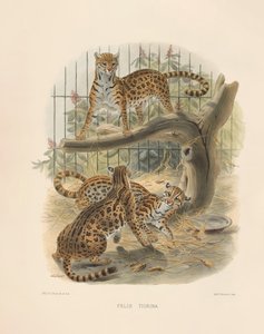 Ocelote (Felis tigrina) de Joseph Wolf