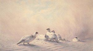 Perdiz nival, invierno, 1873 de Joseph Wolf