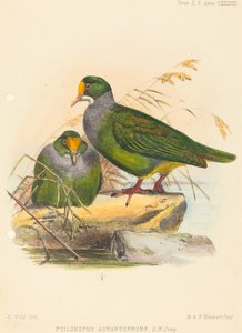 Dos pájaros (Ptilonopus Auranthfrons) de Joseph Wolf