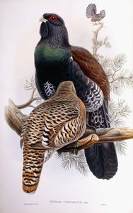 Urogallo de Joseph Wolf