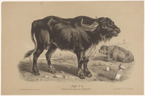 Búfalo Buffalo (título sobre el objeto) Dierenstudies in twee soorten krijt (título de la serie) Estudio con dos lápices de Z. Gengembre (título de la serie) de Joseph Zephyris Gengembre