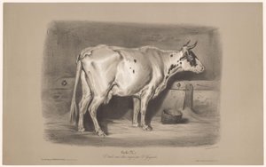 Vaca en un establo Vache (título en objeto) Estudios con animales en dos tipos de tiza (título de la serie) Etude aux deux crayons par Z. Gengembre (título de la serie sobre el objeto)