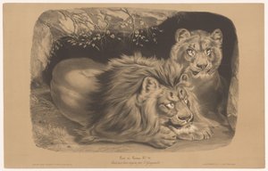 león y leona Lion et Lionne (título sobre el objeto) Estudios con animales en dos tipos de tiza (título de la serie) Etude aux deux crayons par Z. Gengembre (título de la serie sobre el objeto) de Joseph Zephyris Gengembre