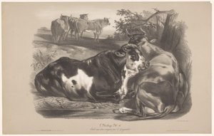 Cinco vacas en un prado L