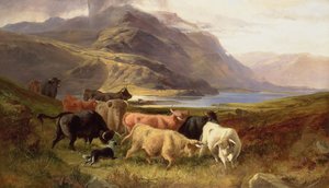 Ganado de las Tierras Altas con un Collie