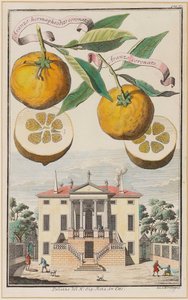 Aranzo hermafrodita coronado de Joseph de Montalegre