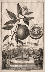 Nurnbergische Hesperides: Aranzo de fior doppio, 1714 de Joseph de Montalegre
