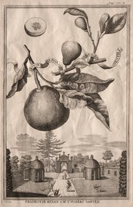 Nurnbergische Hesperides: Limon bergamotto personzin gientile, 1714 de Joseph de Montalegre