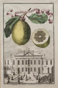 Nurnbergische Hesperides: No125 - Limon Ponzino da Neapoli. Palazzo del N. H. Cornaro à Fiesso, c170 de Joseph de Montalegre