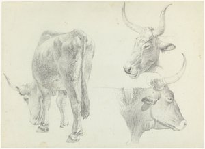 Tres estudios de ganado italiano de Josephus Augustus Knip
