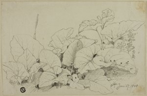 Grupo de hojas y flores de Joshua Cristall