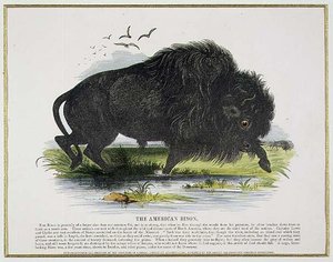 El bisonte americano, ilustración educativa pub. por la Sociedad para la Promoción del Conocimiento Cristiano de Josiah Wood Whymper