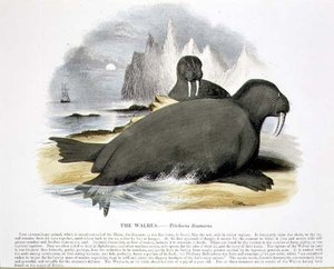 El morsa (Trichecus rosmarus) ilustración educativa pub. por la Sociedad para la Promoción del Conocimiento Cristiano