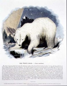 El oso blanco (Ursus maritimus) ilustración educativa publicada por la Sociedad para la Promoción del Conocimiento Cristiano de Josiah Wood Whymper