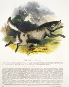 El lobo (Canis lupus) ilustración educativa publicada por la Sociedad para la Promoción del Conocimiento Cristiano, 1843