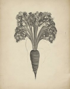 Dibujo botánico de una zanahoria de Josie George