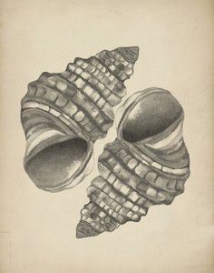 Conchas en espiral detalladas