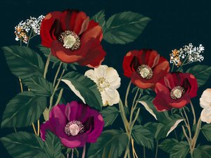 Elegantes amapolas oscuras de Josie George