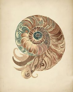 Elegante concha de nautilus de Josie George