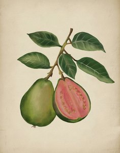 Guayaba fresca (ingrediente botánico)