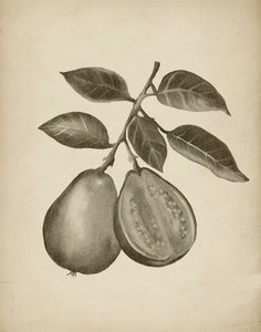 Estudio botánico de la guayaba de Josie George