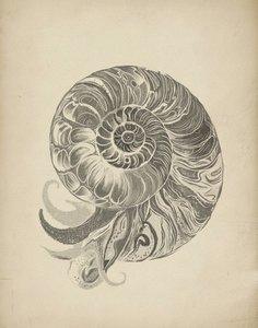 La intrincada espiral del nautilo de Josie George