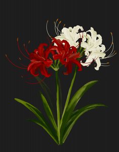 Lirios araña rojos y blancos de Josie George