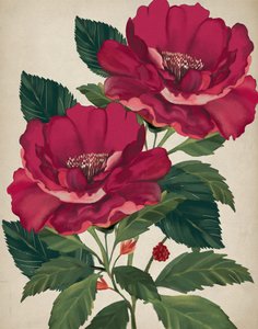Rosa de la Providencia