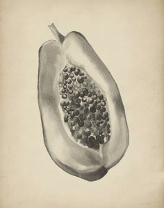 Media papaya tropical