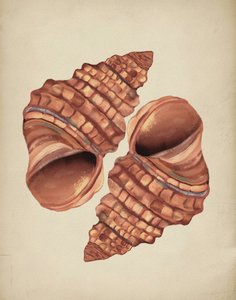 Dos caracolas de Josie George