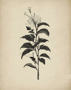Ilustración botánica antigua de Josie George
